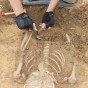 Detailaufnahme von zwei Händen die den oberen Teil eines Skelett freipräparieren.