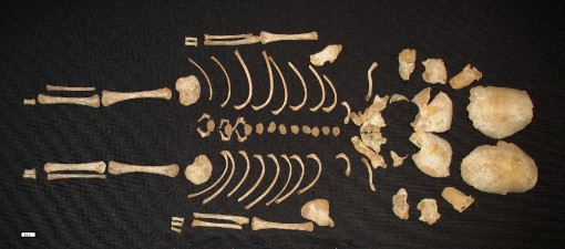 Das Foto zeigt das Skelett eines Kindes. Aufgrund des Entwicklungsstadiums der Skelettelemente konnte das Alter relativ genau bestimmt werden. Im vorliegenden Fall handelt es sich um ein Neugeborenes.