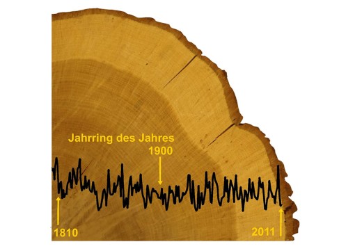 Auf dem Foto sehen Sie die Scheibe eines Baumes, der 1800 gekeimt ist und 2011 gefällt wurde. Die konzentrischen Jahrringe sind gut erkennbar. Die Breite der Jahrringe ist als steigende oder fallende Kurve vom Zentrum des Baumes bis zur Rinde dargestellt. Die Jahre 1810, 1900 und 2011 sind auf der Kurve markiert.